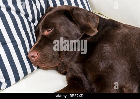 Brown chocolate labrador retriever dog est en train de dormir sur un canapé avec oreiller. Dormir sur le canapé. Beaux jeunes assez adorable labrador retriever dog. Banque D'Images