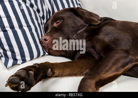 Brown chocolate labrador retriever dog est en train de dormir sur un canapé avec oreiller. Dormir sur le canapé. Beaux jeunes assez adorable labrador retriever dog. Banque D'Images