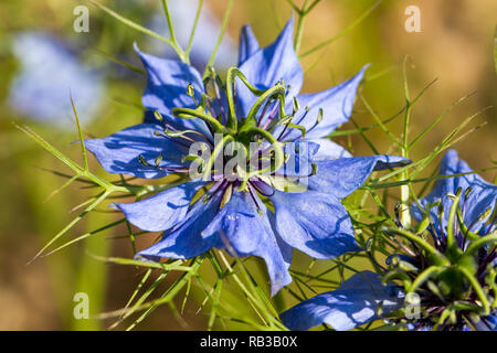 Nigella damascena (amour-dans-un-mist). Les grains, mille difficultés la guérison. Nigella renforce le système immunitaire. Banque D'Images