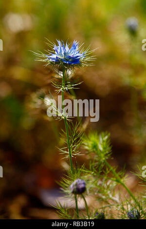 Nigella damascena (amour-dans-un-mist). Les grains, mille difficultés la guérison. Nigella renforce le système immunitaire. Banque D'Images