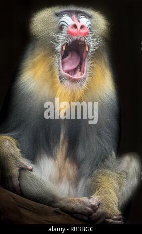 Une photo d'un Mandrill Banque D'Images