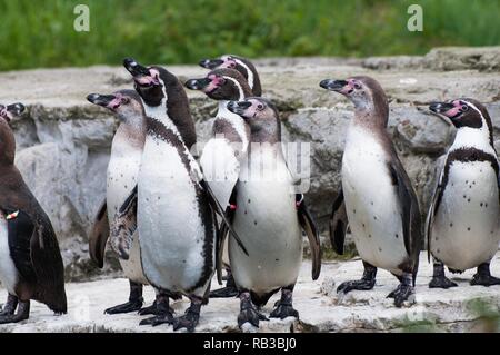 Un groupe de pingouins Humboldts debout sur un rocher Banque D'Images