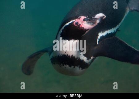 Un pingouin Humboldts nager sous l'eau Banque D'Images