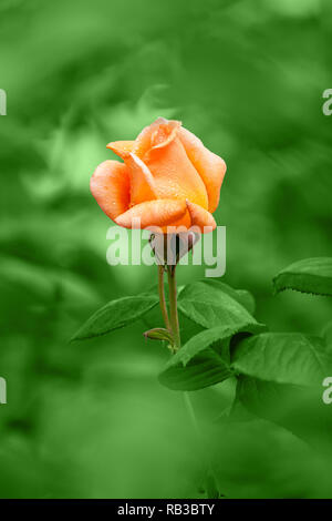 Rose orange sur fond vert, la pluie Banque D'Images