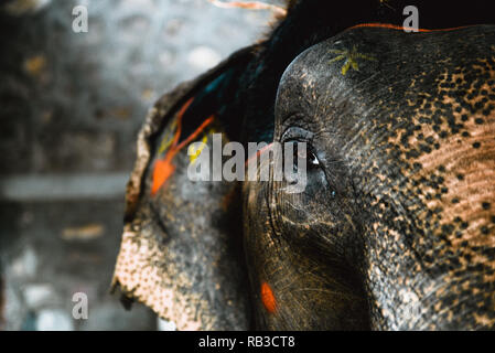 Close-up d'un oeil d'un éléphant en captivité en Inde Jaipur avec peintures sur peau d'éléphant et une larme couler le long de l'œil de l'éléphant Banque D'Images