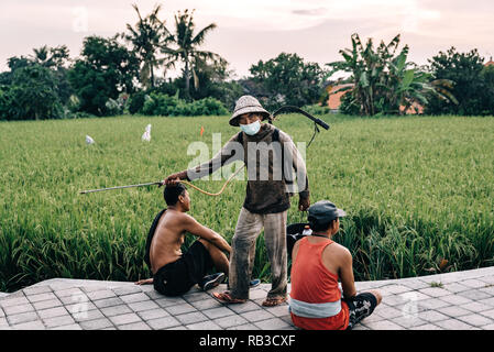 Agriculteur travaille avec des herbicides sur une rizière à Bali en Indonésie. Un champ de riz vert dans la soirée avant l'aube Banque D'Images