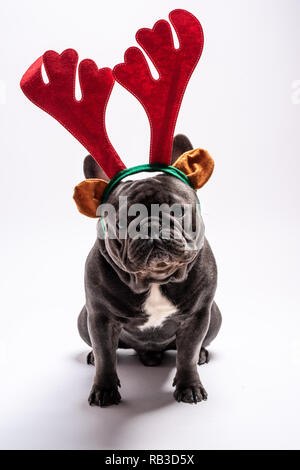 Funny adorable bouledogue français portant des raindeer bandeau à la recherche de l'appareil photo. Studio shot against white background Banque D'Images