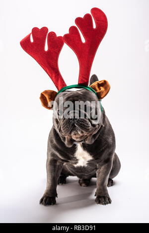 Mignon bouledogue français portant des raindeer bandeau posant dans le studio. Purebreed adorable portrait de chien Banque D'Images