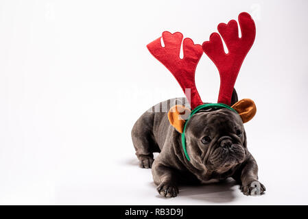 Portrait d'une bulldog français portant des raindeer bandeau. Fun balle dans le sudio against white background Banque D'Images