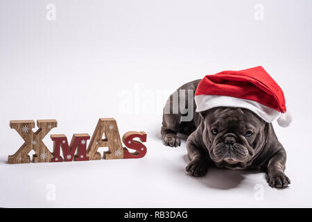 Bouledogue français fixant tout en portant un chapeau de Père Noël et debout à côté d'un signe de Noël. Commercial conceptuel with copy space Banque D'Images