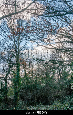 Arbres de Wanstead, London, UK, en décembre (HDR) Banque D'Images