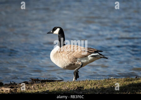 Canada Goose sur le rivage de l'eau. Banque D'Images