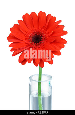 Gerbera rouge dans un vase fond blanc gros plan Banque D'Images