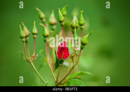 Bouton de rose rouge dans la pluie Banque D'Images