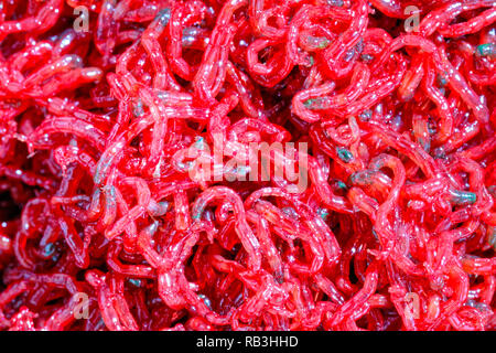 Bloodworm petites larves de moustiques rouge -close-up. Utilisés comme aliments pour poissons et appâts de pêche Banque D'Images