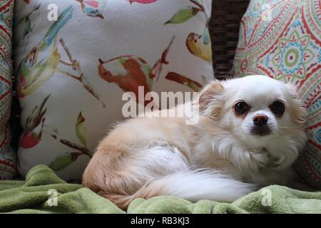 Chihuahua poil long sur la table en osier Banque D'Images