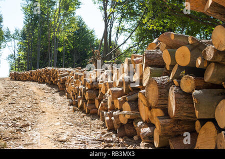 L'industrie forestière. Les piles de journaux le long de la route forestière. Banque D'Images