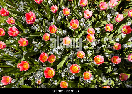 Rose et jaune printemps tulipes à Amsterdam début de s'épanouir d'un point de vue de dessus Vue de dessus. Banque D'Images