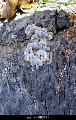 Champignons de la queue de dinde Banque D'Images