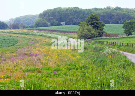 Campagne anglaise avec un sentier de gravier à travers les prés de fleurs sauvages aux couleurs vives, de l'agriculture les champs agricoles sur une lisière de bois, sur une journée d'été brumeux . Banque D'Images