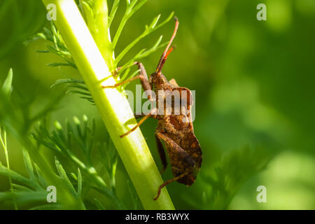 Armor bug se trouve une tige d'herbe au printemps, Yaroslavl region, Russie Banque D'Images