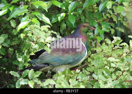 La Nouvelle Zélande ou palombe (Hemiphaga novaeseelandiae) Kereru Banque D'Images