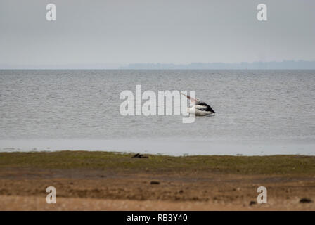 Un pélican assis sur l'eau avec son siège jusqu'à la pluie Banque D'Images