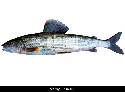 Le poisson de l'ombre arctique isolé sur fond blanc. Poissons d'eau douce. Incroyable de poisson de sport. Banque D'Images