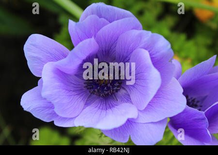 La belle anémone coronaria fleurs violettes de, également connu sous le nom de coquelicot anemone, souci, Espagnol ou windflower. Fermer jusqu'à l'extérieur dans un paramè tres naturel Banque D'Images