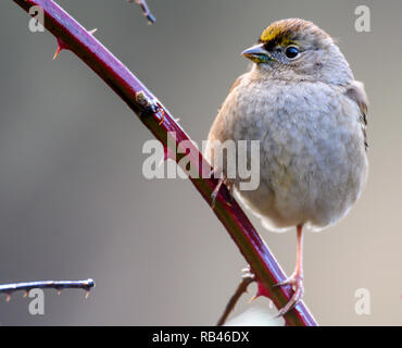 Elkton, Oregon, USA. 6 janvier, 2019. Un moineau perches dans un bosquet le long d'une route près de sur une froide journée pluvieuse près de Elkton dans les zones rurales de l'ouest de l'Oregon. Crédit : Robin/Loznak ZUMA Wire/Alamy Live News Banque D'Images