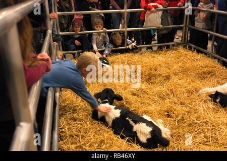 Harrisburg, PA, USA. 6 janvier, 2019 : un enfant animaux domestiques un veau nouveau-né sur l'affichage à l'AP 2019 Farm Show, la plus grande piscine d'exposition agricole aux États-Unis. Crédit : George Sheldon/Alamy Live News Banque D'Images