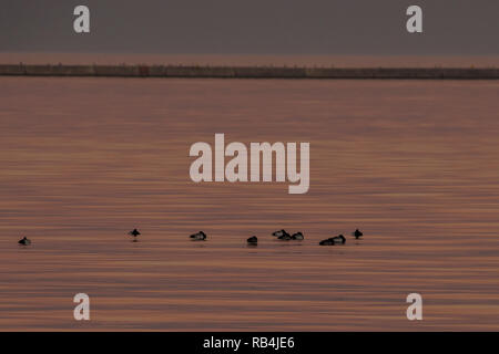 Canards flotter à la surface du lac Michigan dans le port de Milwaukee au coucher du soleil que l'eau reflète la couleur du coucher du soleil. Banque D'Images