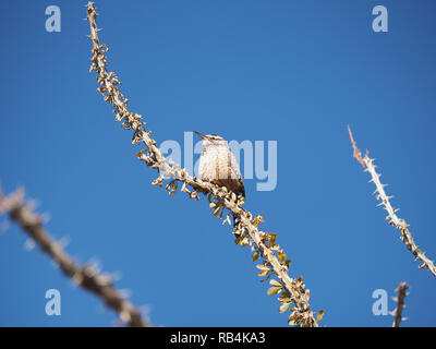 (Campylorhynchus brunneicapillus Cactus Wren), l'état de l'Arizona d'oiseaux, près de Phoenix, AZ, en décembre 2018 Banque D'Images