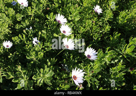 Fleurs marguerite blanche sur fond vert. Banque D'Images