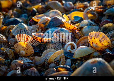 Coquillages sur la plage, avec soleil qui brille sur eux Banque D'Images