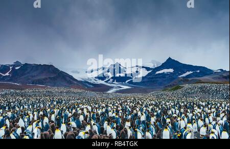 Des images incroyables, la capture d'une 'mer' de pingouins avec des centaines d'oiseaux à perte de vue. Les superbes clichés montrent les pingouins gatheri Banque D'Images