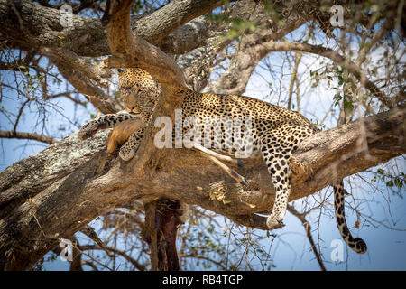 Ce leopard borgne qui rappelle la blessure ressemble de cicatrice de Le Roi Lion mais il n'a clairement pas affaibli ses habiletés de chasse comme il l'affiche fièrement hi Banque D'Images