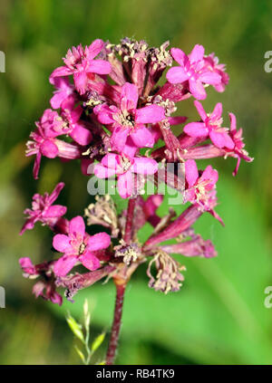 Sticky scouler ou clammy campion, Pechnelke szurokszegfű Gewöhnliche, Silene viscaria, Banque D'Images