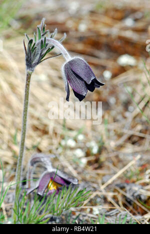 Petite fleur de pasque dans les montagnes de Velence en Hongrie. Pussatilla pratensis subsp. Nigricans, Wiesen-Kuhschelle, fekete kökörcsin Banque D'Images