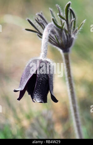 Petite fleur de pasque dans les montagnes de Velence en Hongrie. Pussatilla pratensis subsp. Nigricans, Wiesen-Kuhschelle, fekete kökörcsin Banque D'Images