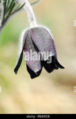 Petite fleur de pasque dans les montagnes de Velence en Hongrie. Pussatilla pratensis subsp. Nigricans, Wiesen-Kuhschelle, fekete kökörcsin Banque D'Images