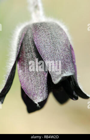 Petite fleur de pasque dans les montagnes de Velence en Hongrie. Pussatilla pratensis subsp. Nigricans, Wiesen-Kuhschelle, fekete kökörcsin Banque D'Images