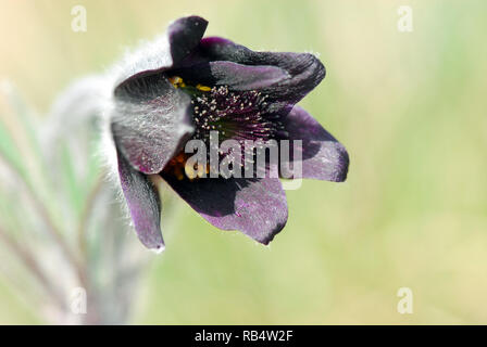 Petite fleur de pasque dans les montagnes de Velence en Hongrie. Pussatilla pratensis subsp. Nigricans, Wiesen-Kuhschelle, fekete kökörcsin Banque D'Images