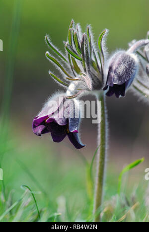 Petite fleur de pasque dans les montagnes de Velence en Hongrie. Pussatilla pratensis subsp. Nigricans, Wiesen-Kuhschelle, fekete kökörcsin Banque D'Images