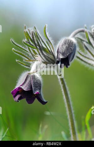 Petite fleur de pasque dans les montagnes de Velence en Hongrie. Pussatilla pratensis subsp. Nigricans, Wiesen-Kuhschelle, fekete kökörcsin Banque D'Images