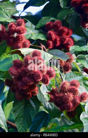 Rouge à lèvres rouge profond arbre figuier de semences utilisées pour l'épice, comme un colorant naturel et du corps et de la peinture comme un colorant alimentaire croissant dans Costa Rica Banque D'Images