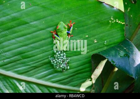 Red eyed tree frogs avec oeufs dans les jungles du Costa Rica Banque D'Images