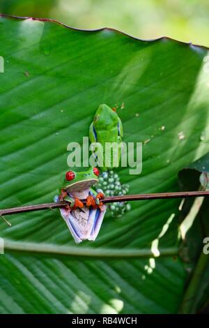 Red eyed tree frogs avec oeufs dans les jungles du Costa Rica Banque D'Images