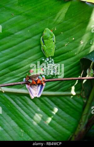 Red eyed tree frogs avec oeufs dans les jungles du Costa Rica Banque D'Images