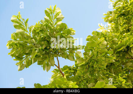 Belle linden branches avec des bourgeons à fleurs sur fond de ciel bleu. Banque D'Images